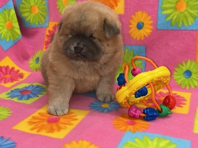 Izzy.. Cinnamon female, Available