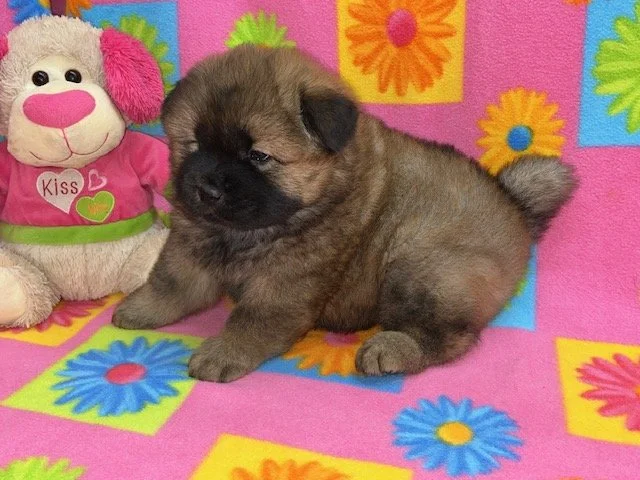 Ally.. Red female, Available