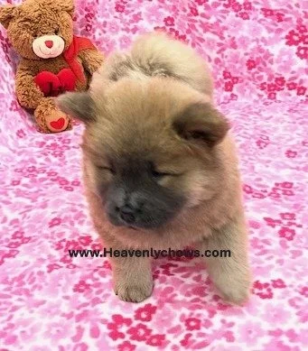 Ivy   ..Sold going to Iowa