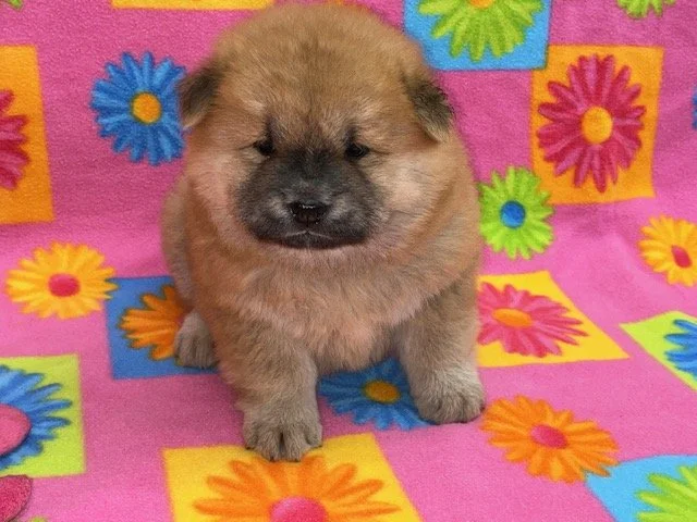 Taffy .. Red female, Available