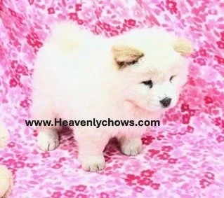 Diamond ..Sold going to Florida