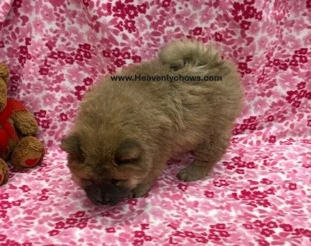 Ivy   ..Sold going to Iowa