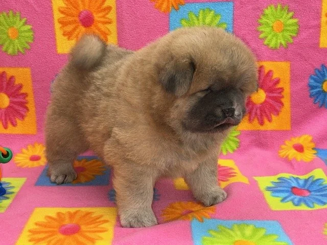 Izzy.. Cinnamon female, Available