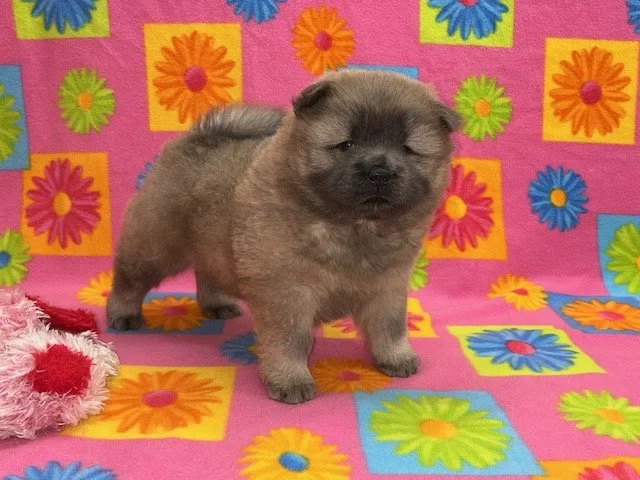 Nyla.. Sold, going to Georgia