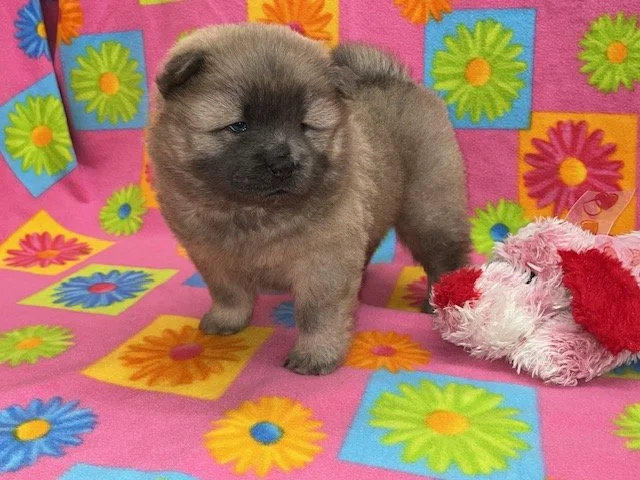 Nyla.. Sold, going to Georgia