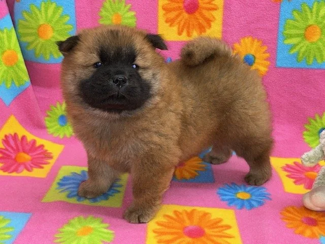 Tessa.. Red female, Available