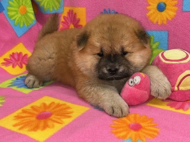 Taffy .. Red female, Available