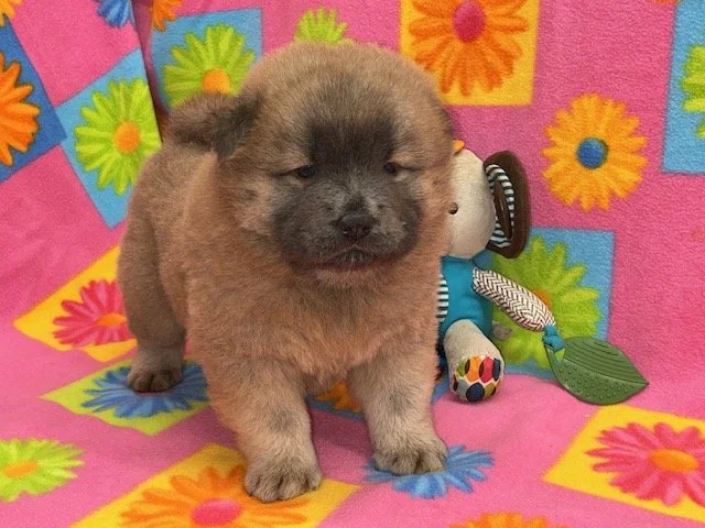 Tilly .. Cinnamon female, Available