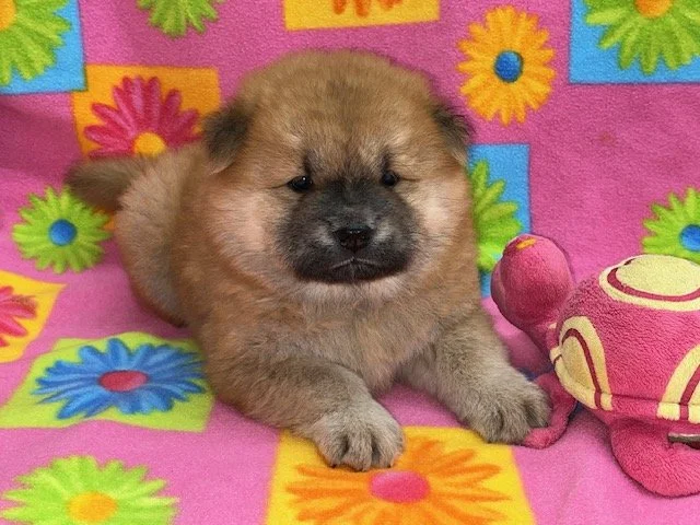 Taffy .. Red female, Available