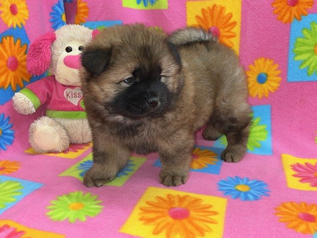 Ally.. Red female, Available