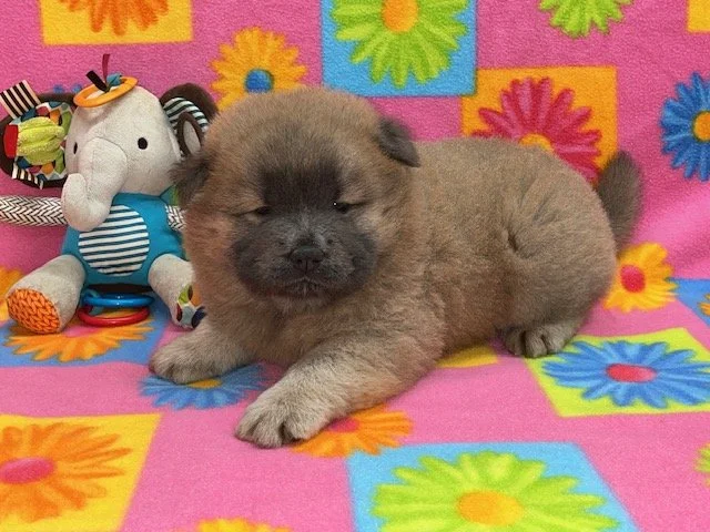 Tilly .. Cinnamon female, Available