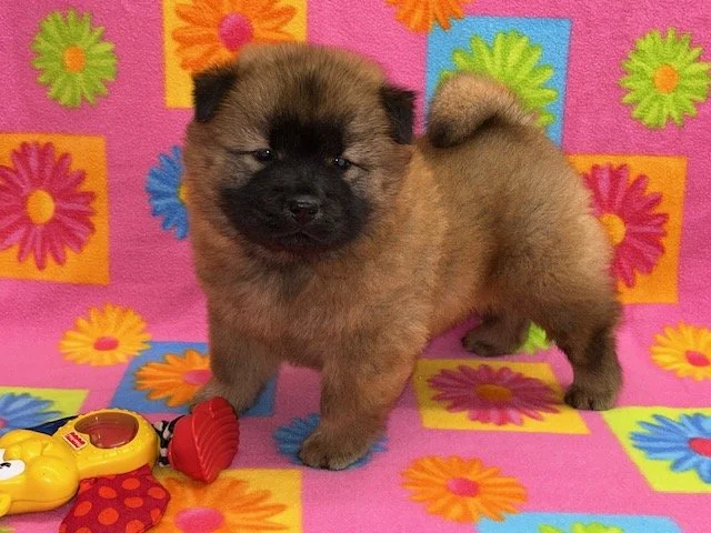 Trixie .. Red female, Available