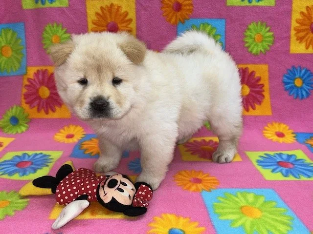 Blossom.., Cream female.. Available