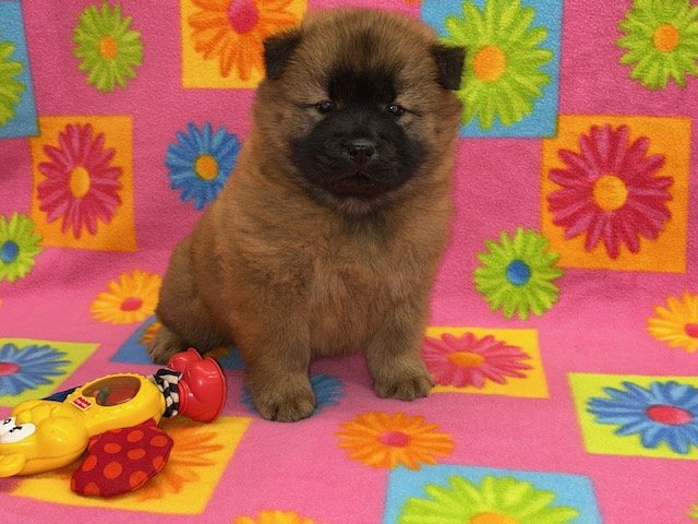 Trixie .. Red female, Available