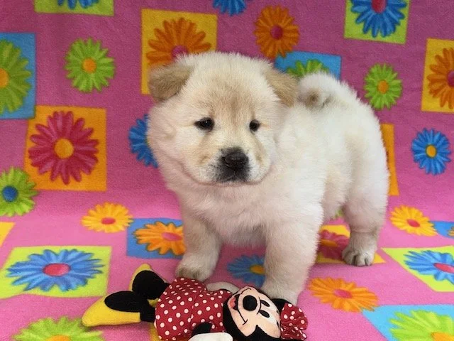 Blossom.., Cream female.. Available