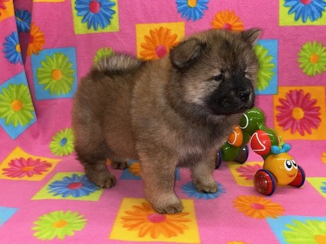 Bella, Sold, going to Arkansas