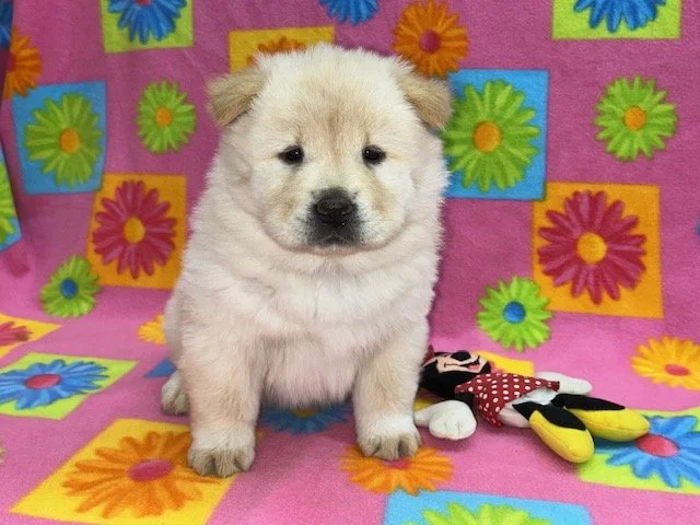 Blossom.., Cream female.. Available