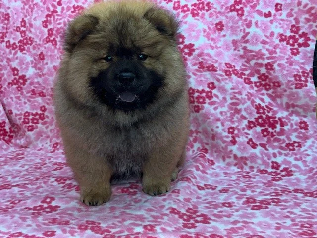 Annie.. Red female, Available