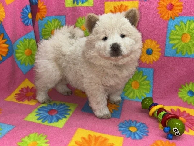 Blondie., Cream female .. Available