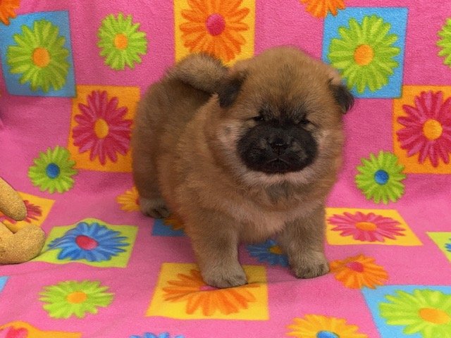 Ivy.. Red female, Available