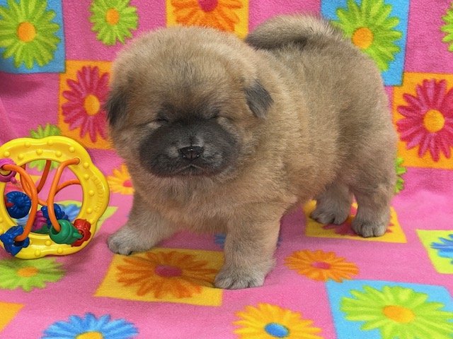 Izzy.. Cinnamon female, Available