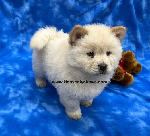 Frosty  .. sold going to NE