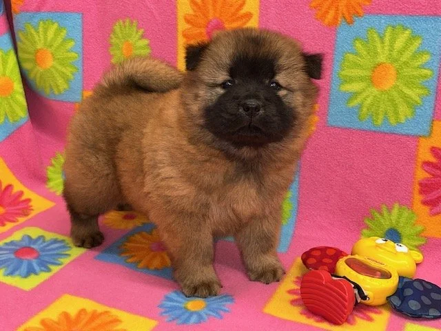 Trixie .. Red female, Available