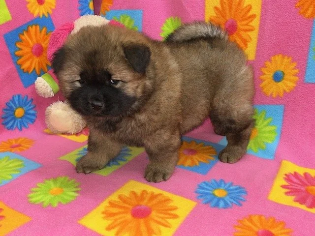 Ally.. Red female, Available