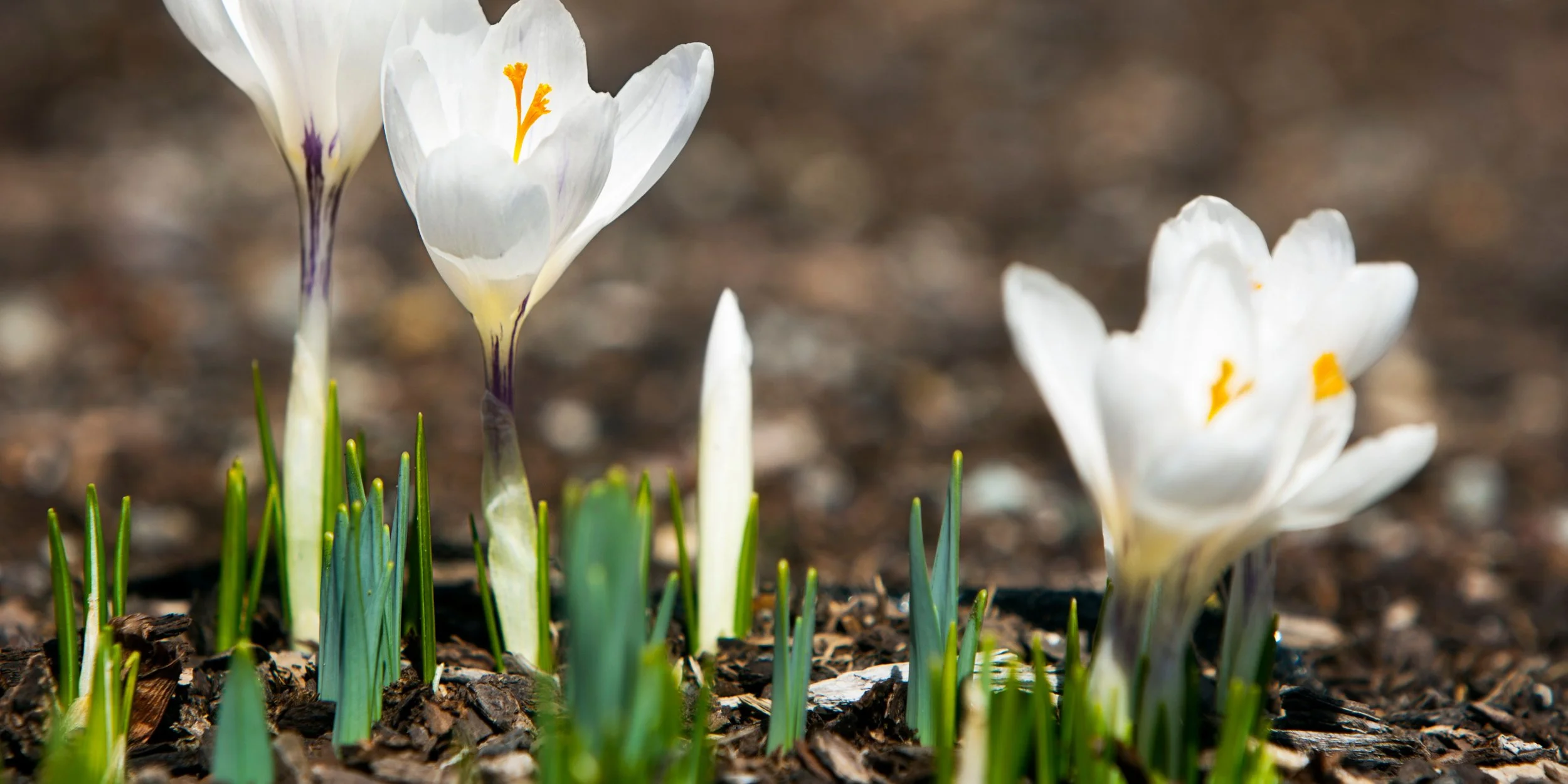 Planting Seeds of Health