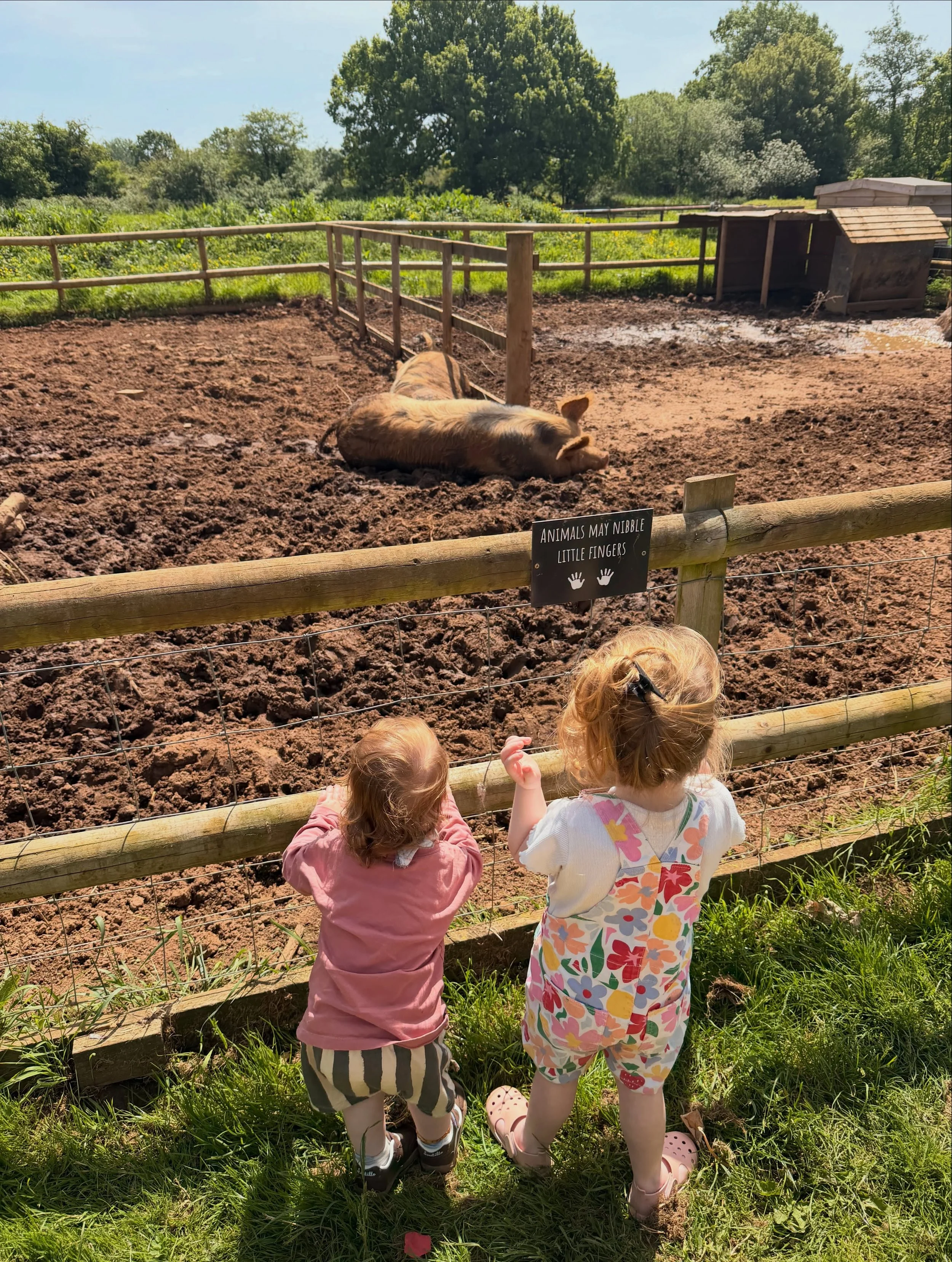 Running my own business my way means I spent this morning in the sunshine with my little family at @poplars_farm_cafe_ . 

Rupert got so excited about the pigs and Rosa loved the chickens.

And now, I&rsquo;m up in my office, listening to my littles 