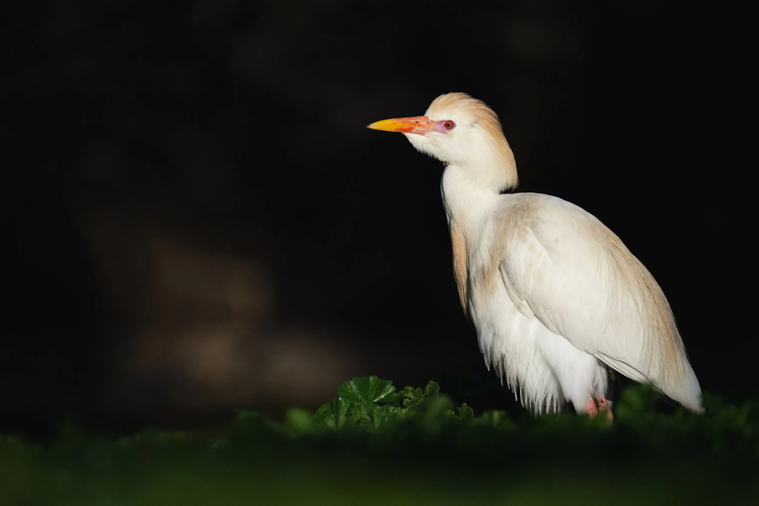 DSC_6174E2.jpg