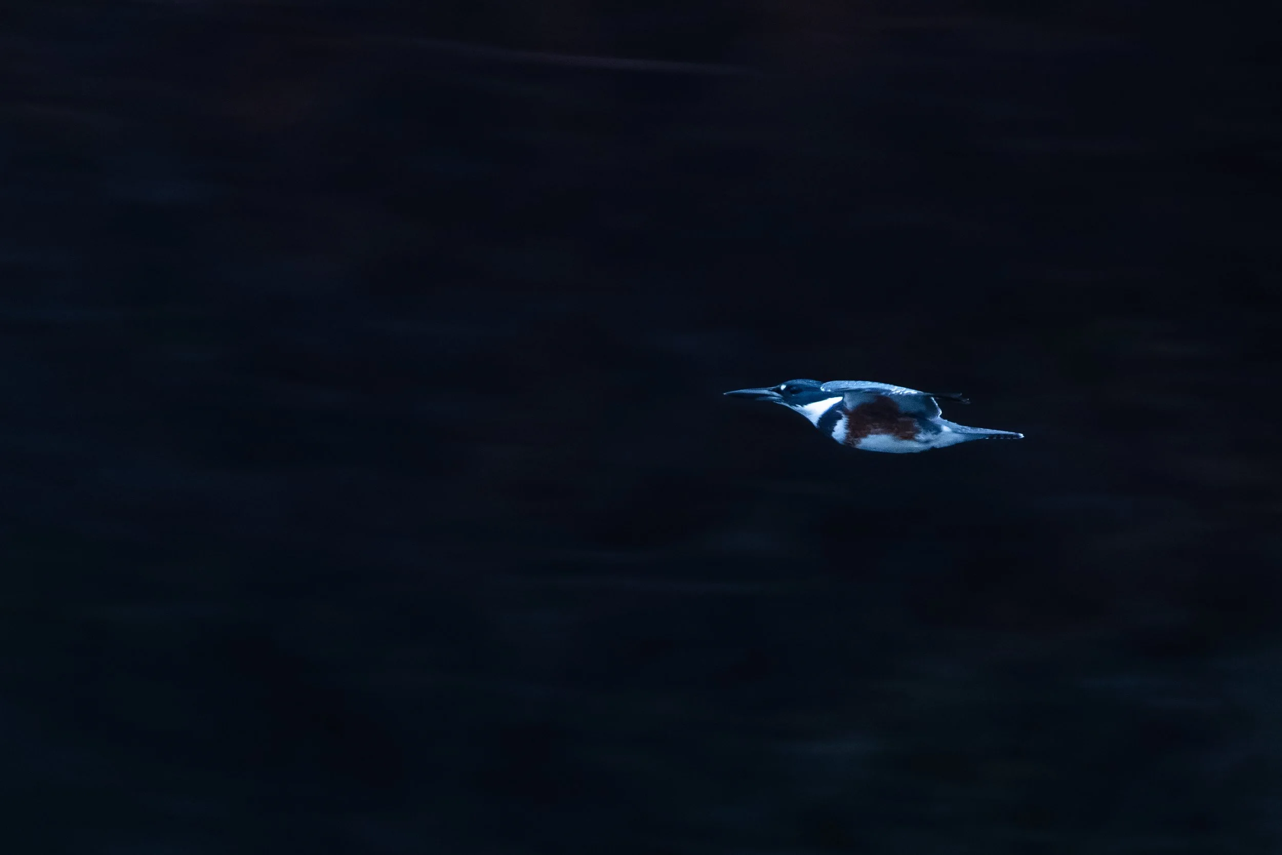 DSC07395-DxO_DeepPRIME XD2s.jpg