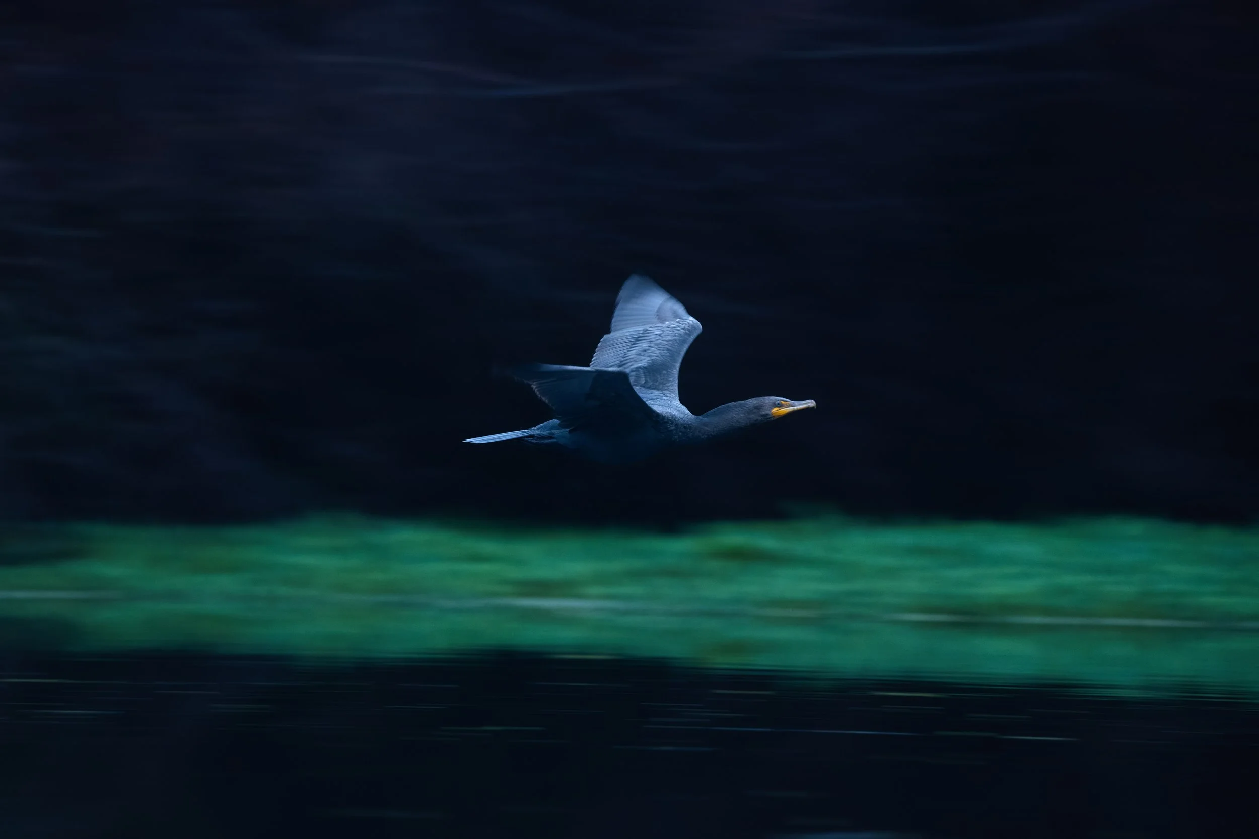 DSC07457-DxO_DeepPRIME XD2s.jpeg