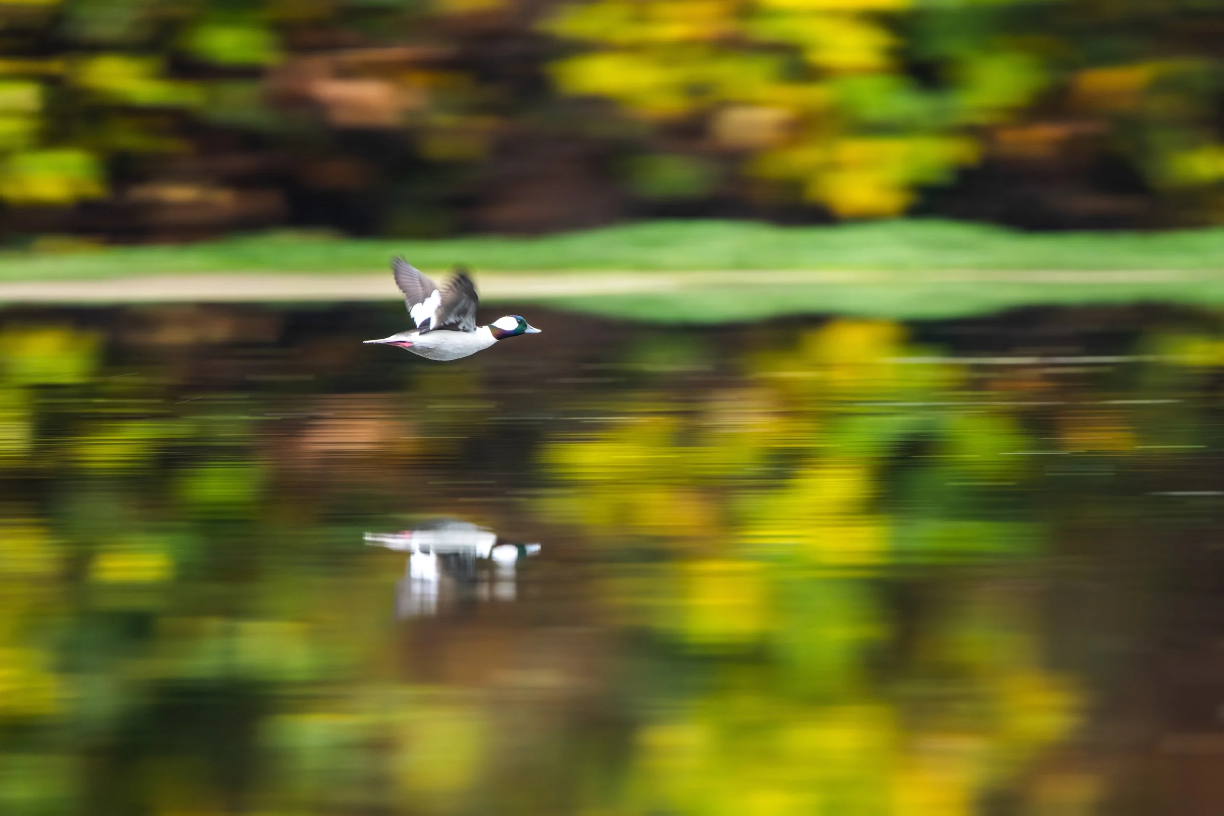 DSC08295-DxO_DeepPRIME XD2s.jpeg