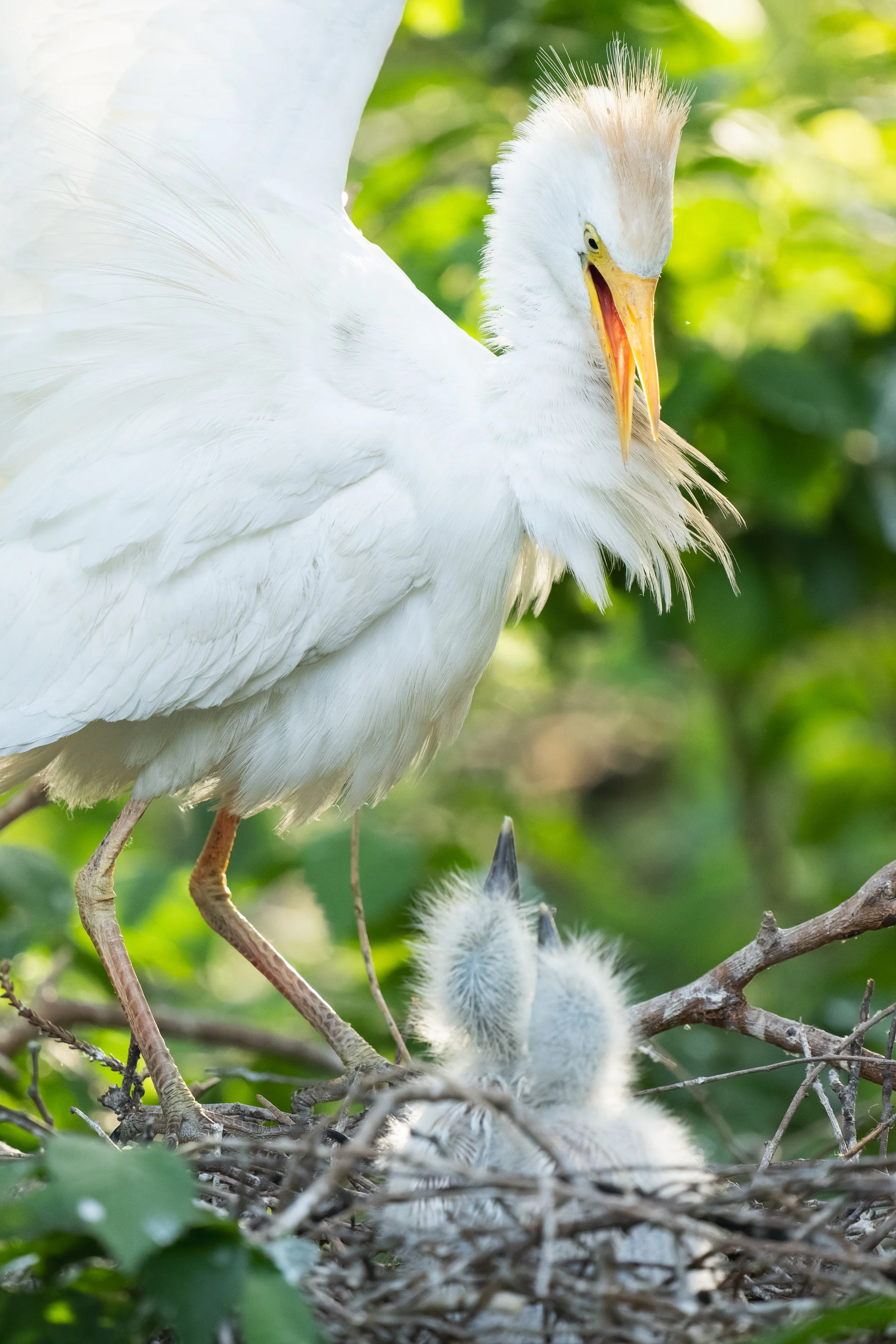 DSC00681-DxO_DeepPRIME XD2s.jpg