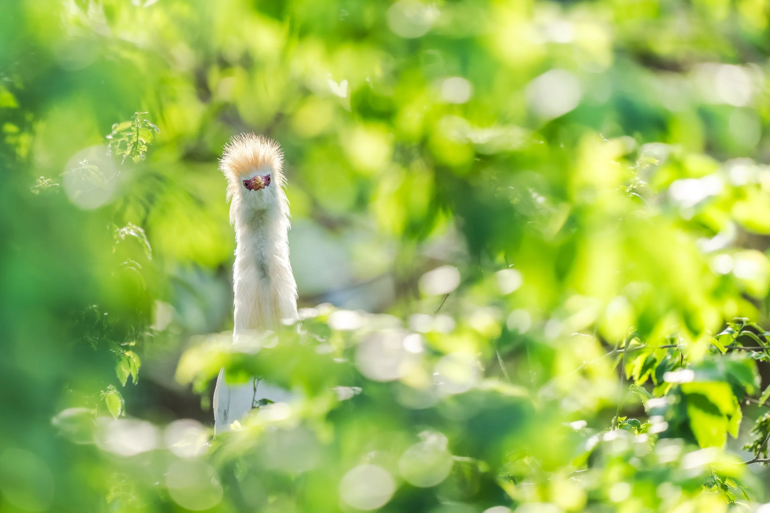 DSC00502-DxO_DeepPRIME XD2s.jpg