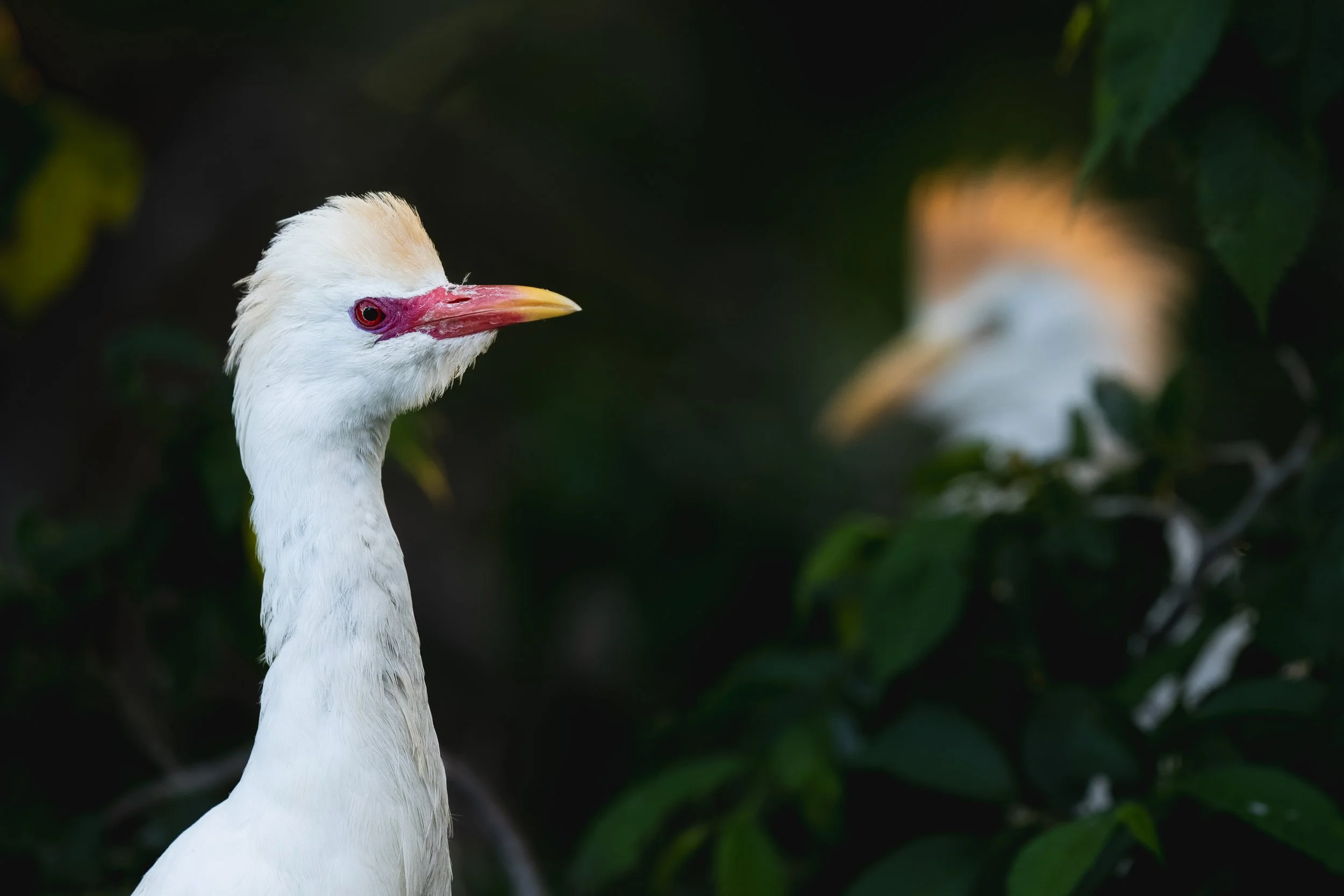 DSC01379-DxO_DeepPRIME XD2s.jpg