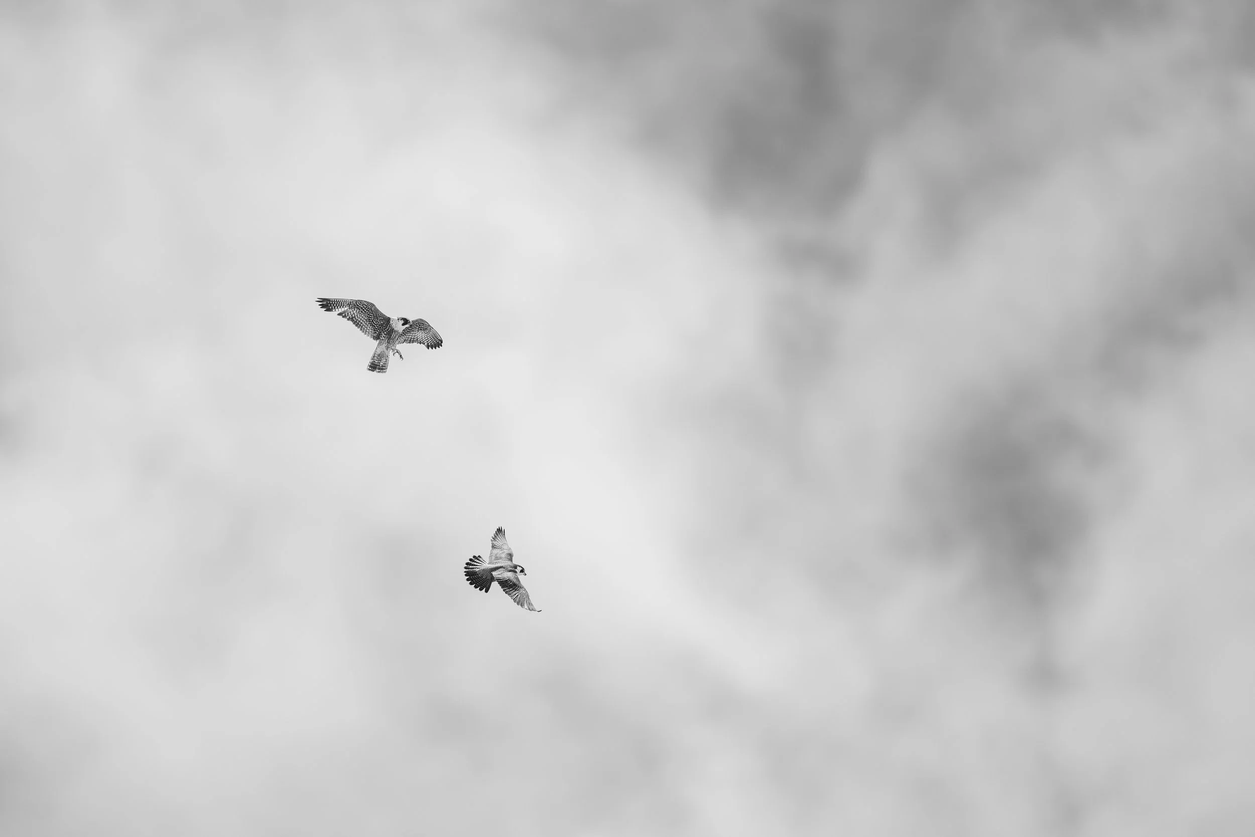 DSC03701-DxO_DeepPRIME XD2sE4.jpg