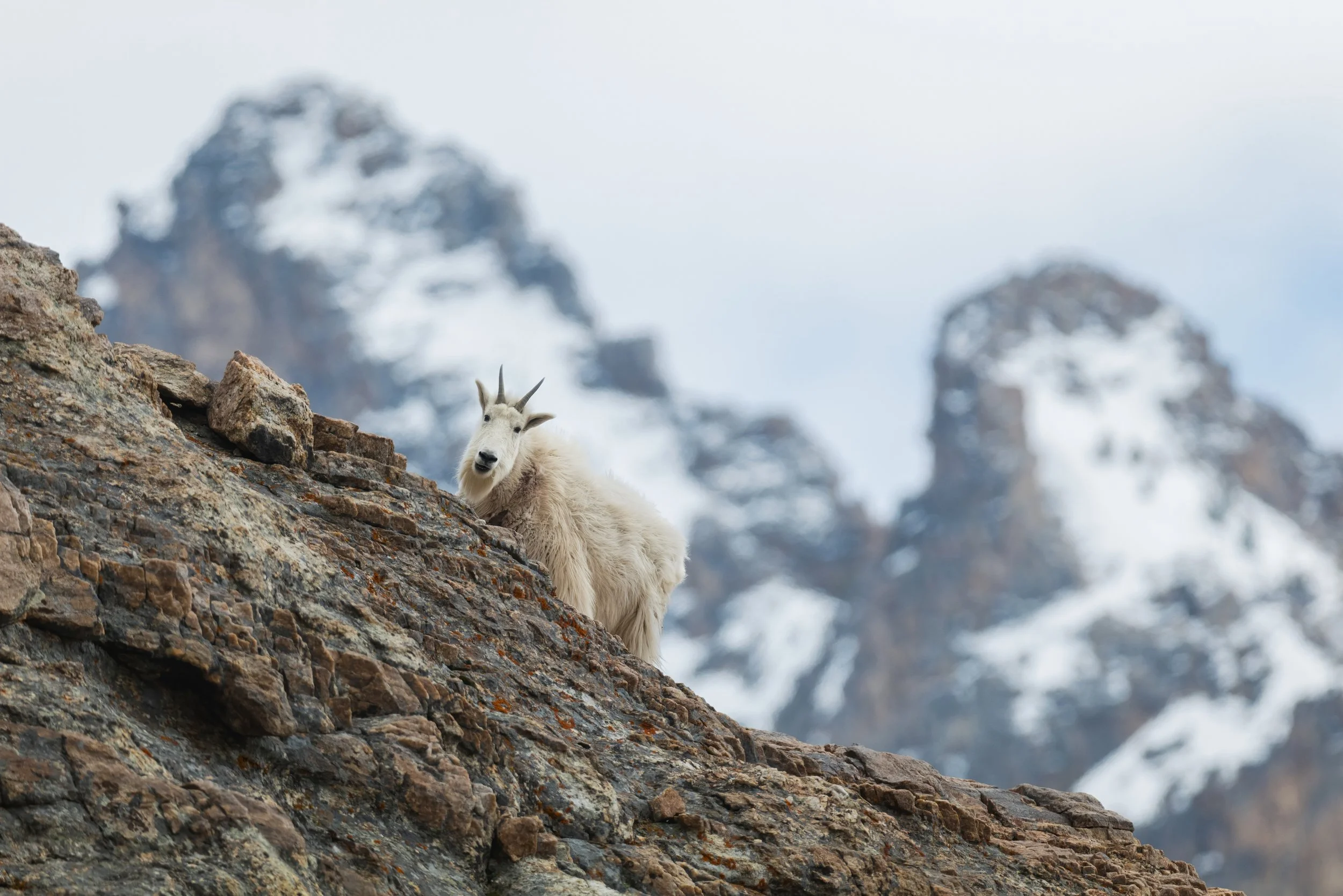 Alpine Goat