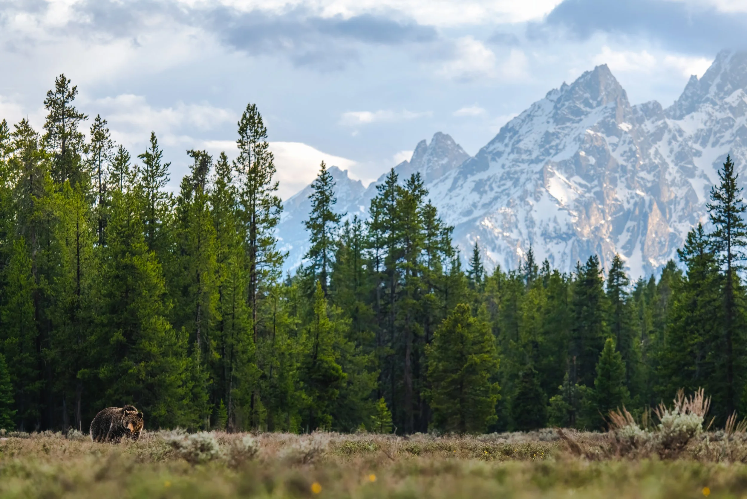 Rulers of the Tetons