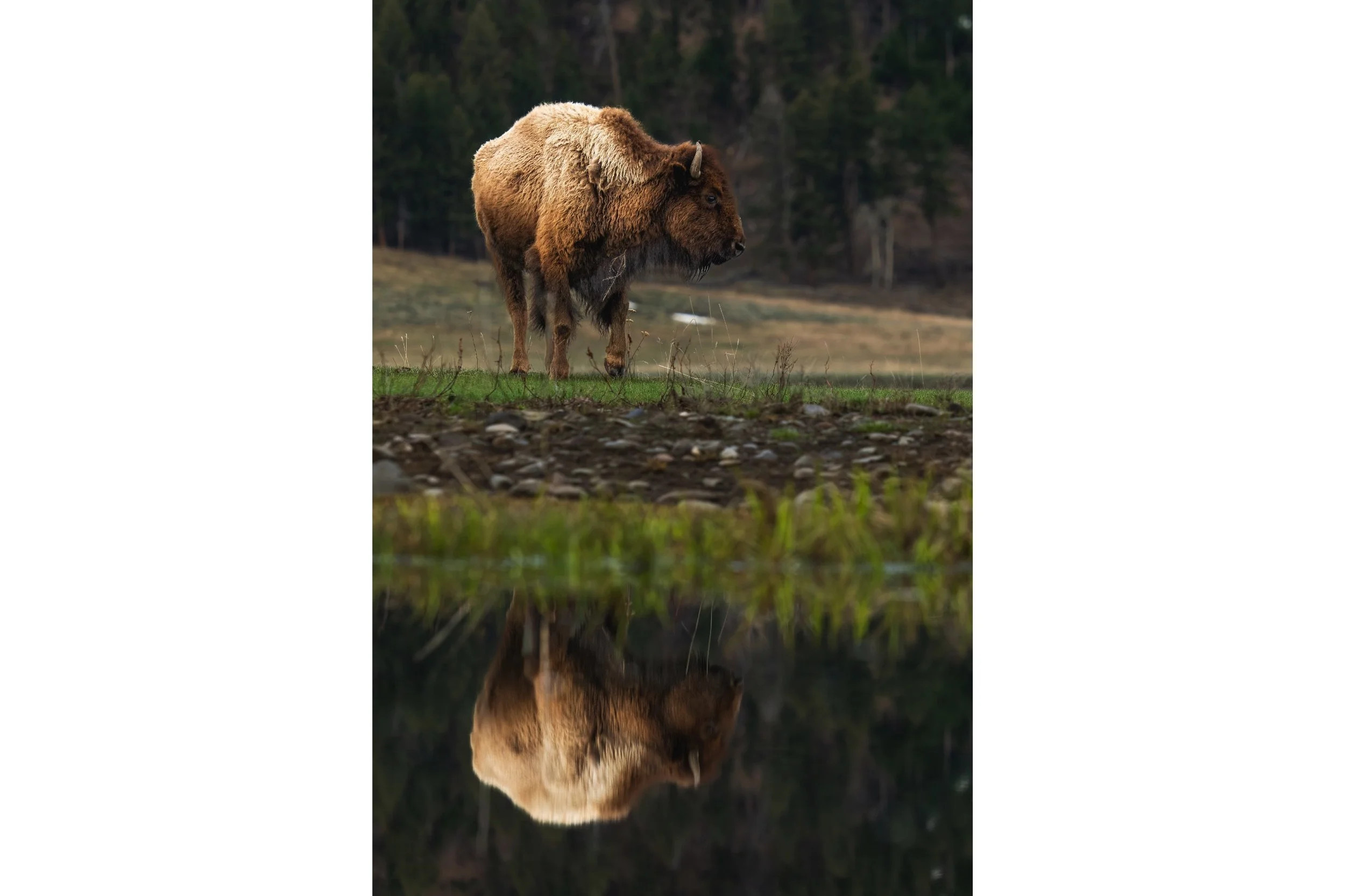 Reflection of the Beast