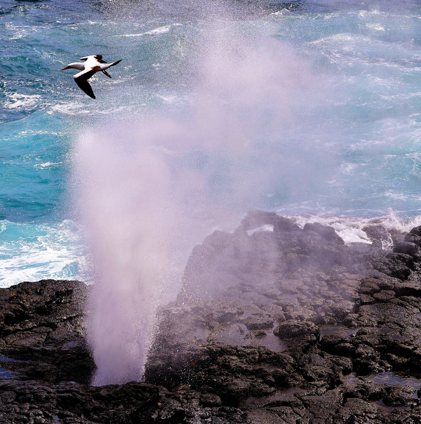 Galapagos Albatross flying thru a blowhole. This bird is massive and impressive. 

🇪🇨🇪🇨🇪🇨🇪🇨🇪🇨🇪🇨🇪🇨
#ecuador #galapagos #galapogosislands #&iacute;sland #galapagosislands #ecuador🇪🇨 #nationalparkecuador #amateurphotographynature 
#espa&