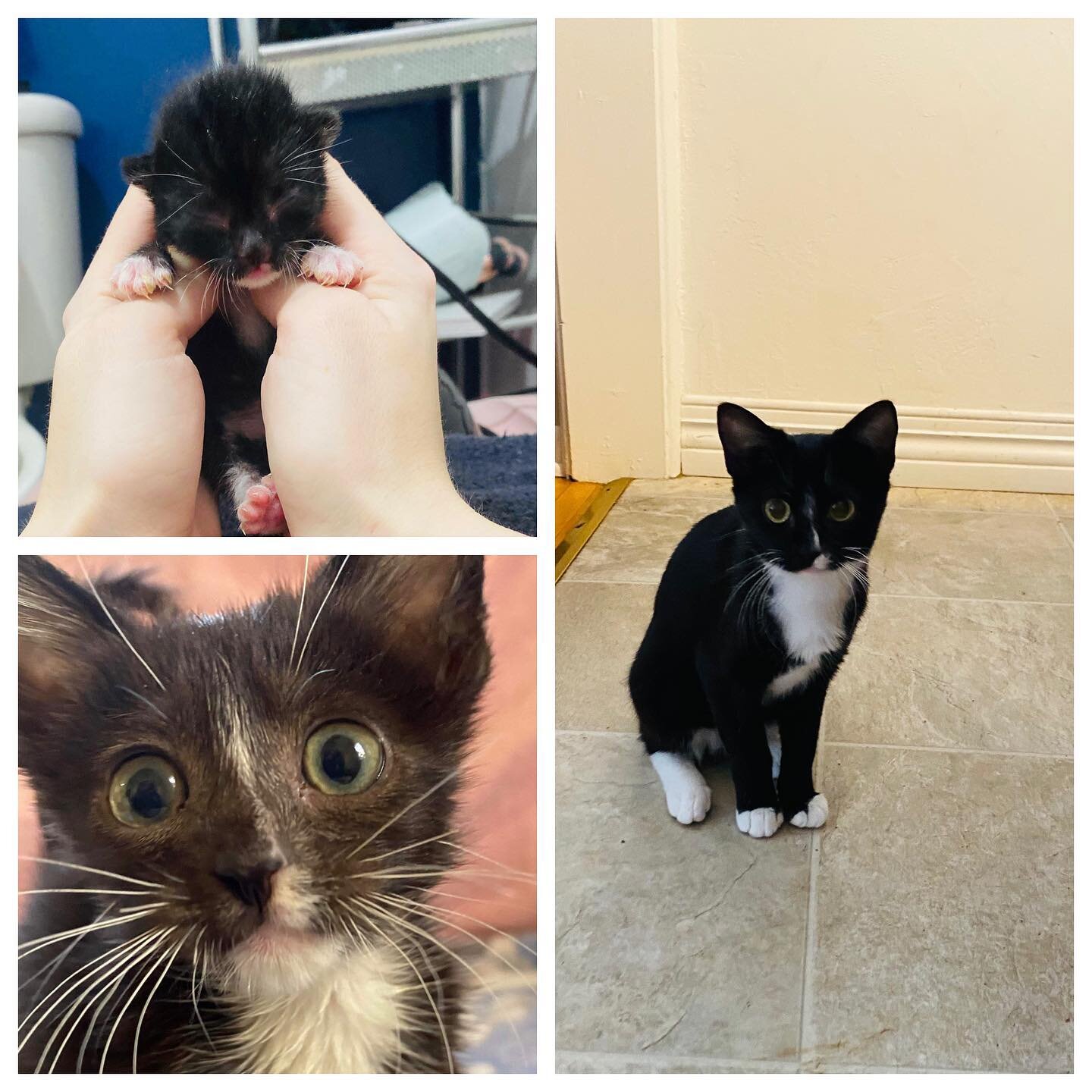 Adoption Announcement!! 
After patiently waiting 6 months , our sweet Tuxie Serena has found her forever home ❤️ Happy life to our beautiful girl 💜 You deserve the best life! #adopttosavealife #fosterkittens #rescuekittens #bottlefedkittens #newborn