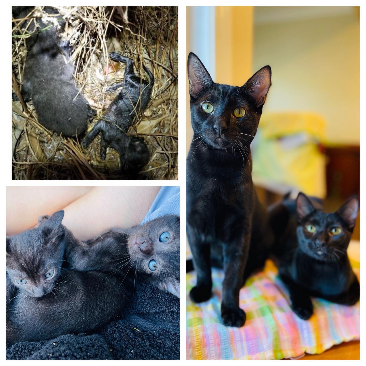 Adoption Announcement!! 
Thomas and Lynn went to their forever home together 😊 We rescued these 2 at days old in horrible shape, especially Lynn. These 2 survived thriving off each other&rsquo;s love and comfort, we knew we couldn&rsquo;t separate t