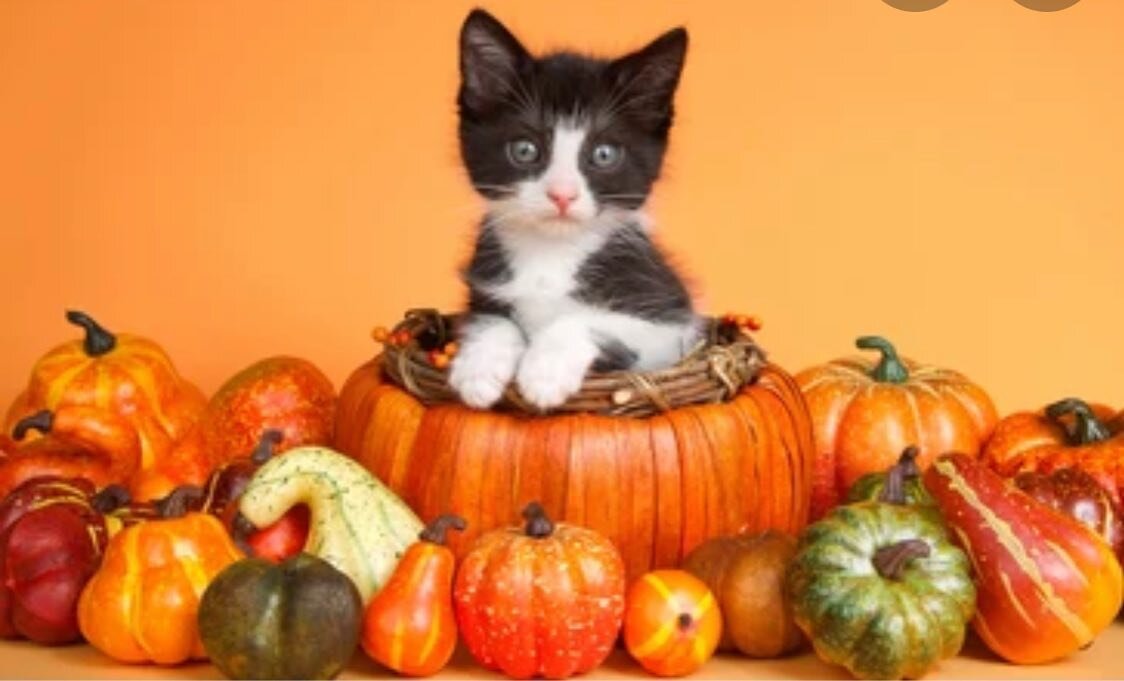 Happy Thanksgiving from our NFR team and all the kitties! We hope you enjoy your day with your family and fur babies ❤️ Thank you for always supporting our journey to save more homeless kittens