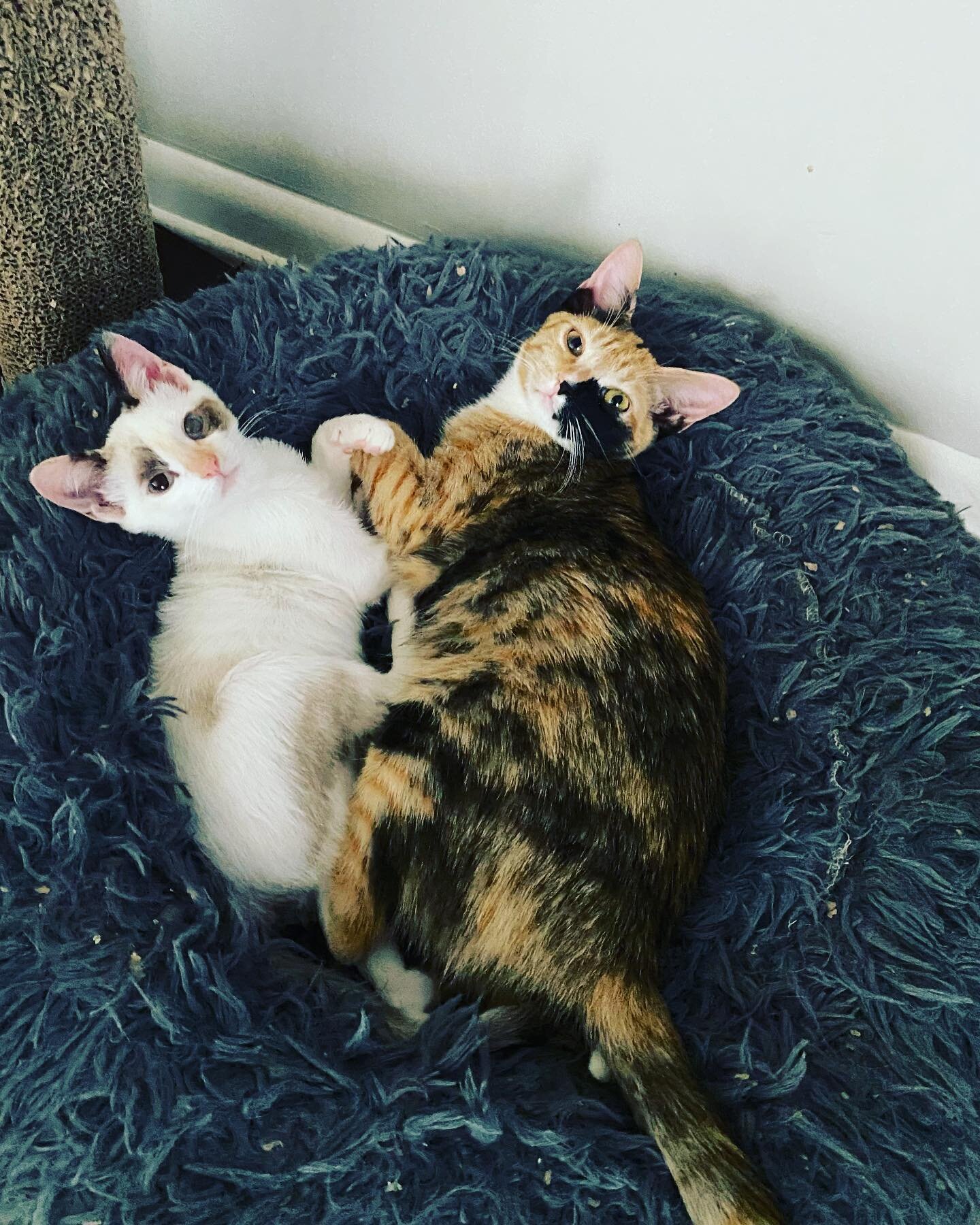 Look at these 2 absolutely beautiful girls . Although Savannah and Mirella aren&rsquo;t related, Savannah ( calico) has always mothered Mirella ( white) so they would do great together . Mirella is younger but they play and get along so well . They a