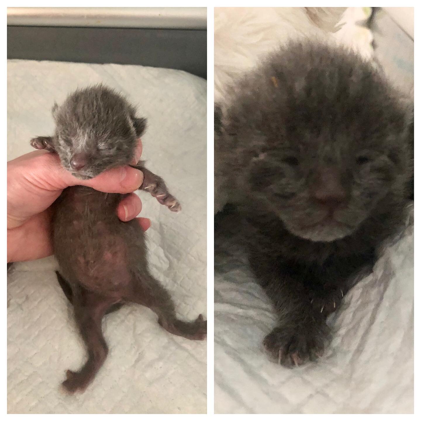 We Love Updates!! 
Update on our sweet and gorgeous Luke and Leia ❤️ We saved these 2 at only 1 week old and our amazing foster raised them until adoption.. They are so loved in their forever home, this is why we do what we do .. updates like these k