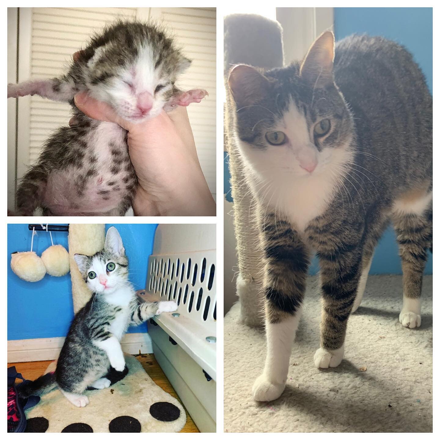 Adoption Announcement!!! 
We are super excited to announce that Snowdrop has found her forever home! She is one of the oldest kittens in our rescue that patiently waited for her special someone.. A past adopter that adopted 2 of our other kittens ado