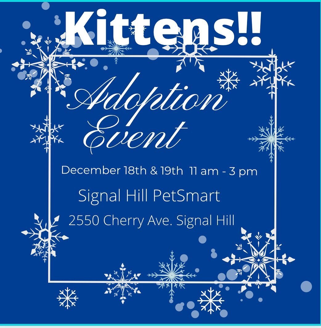 Come meet our kitties and bring home a new Family member for the holidays!! We have some amazing kittens looking for their forever homes. We will be at Petsmart in Signal Hill 12/18 and 12/19 from 11 am - 3 pm .. Please share our post to get some cut