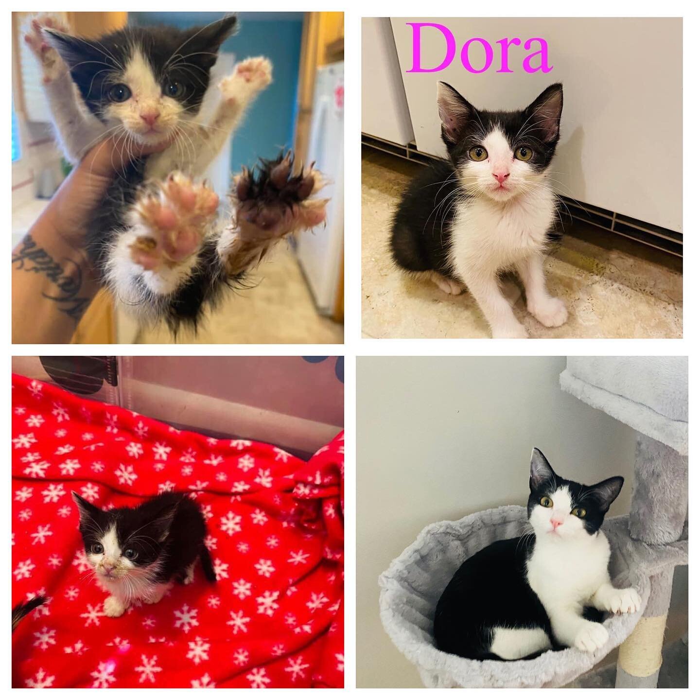 Adoption Announcement!! 
Our very sweet girl Dora was adopted and we are completely excited for her new life . Dora has an amazing forever home! . We rescued her from SEAACA shelter along with her 2 siblings after one was already euthanized , she had